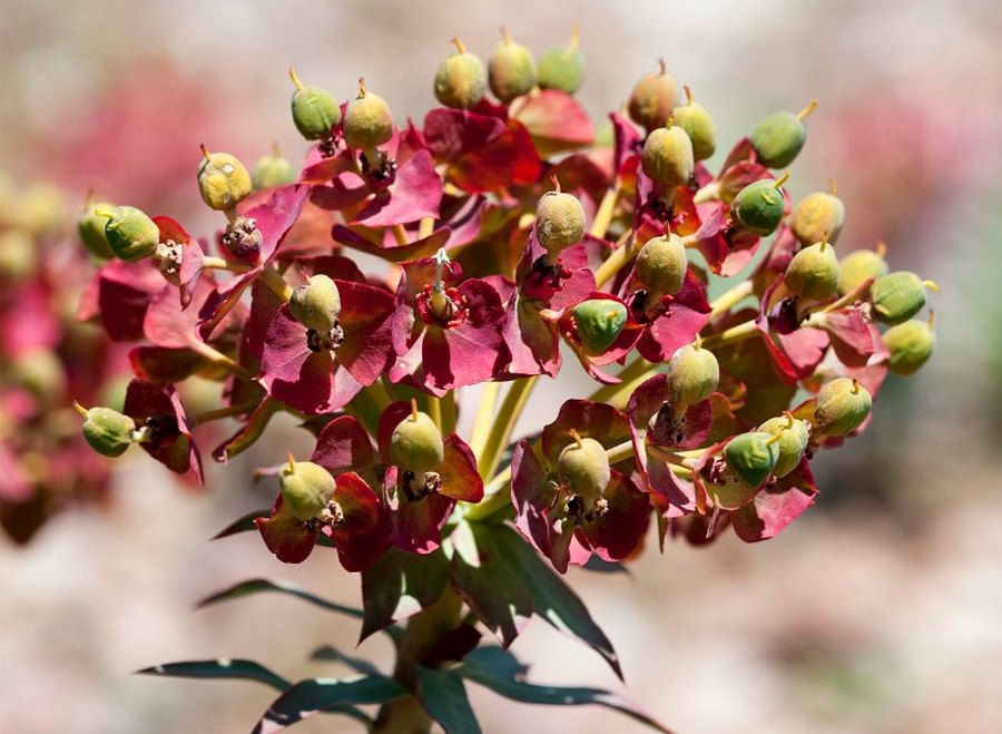 Inflorescencias Euphorbia rigida