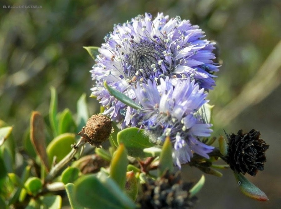 flores de Globularia alypum