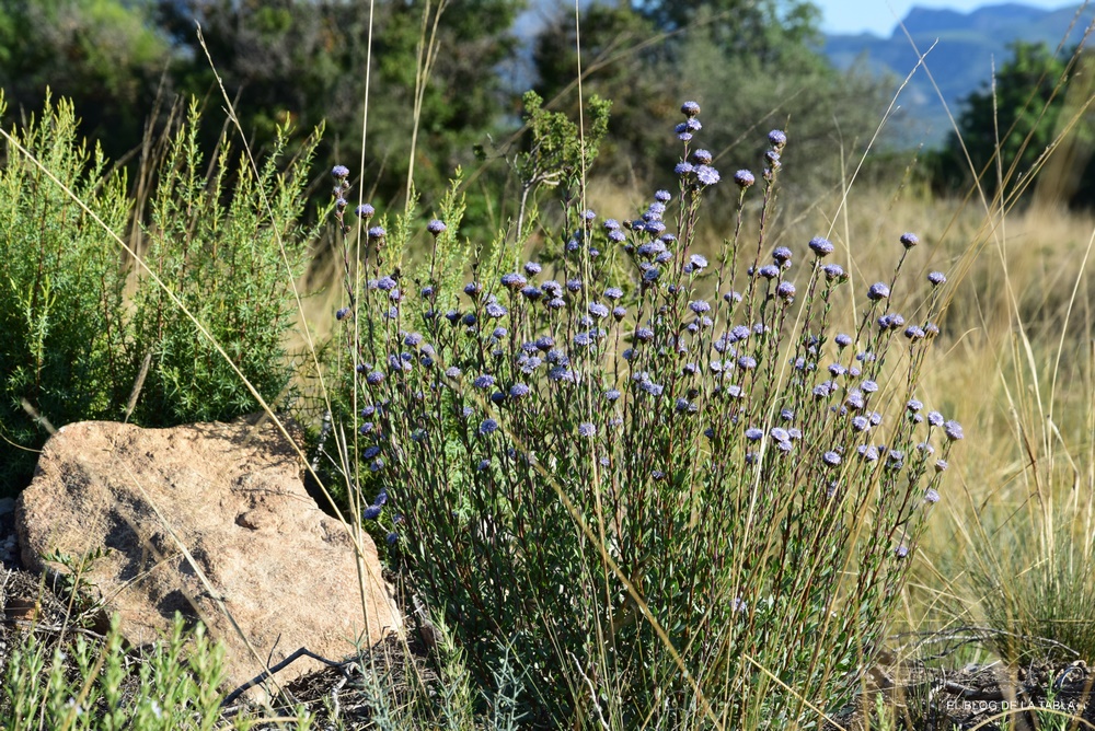 Globularia alypum, planta mediterránea tolerante a la sequía que florece en invierno