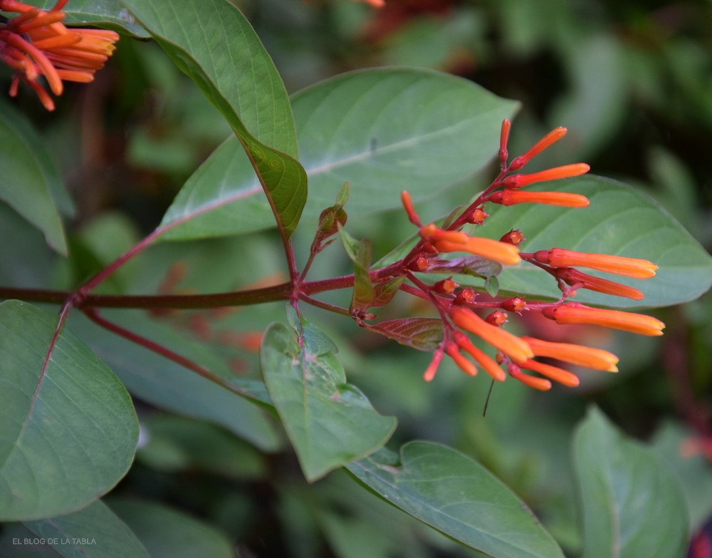 Hamelia patens coralillo hojas e inflorescencias con flores rojo rosado