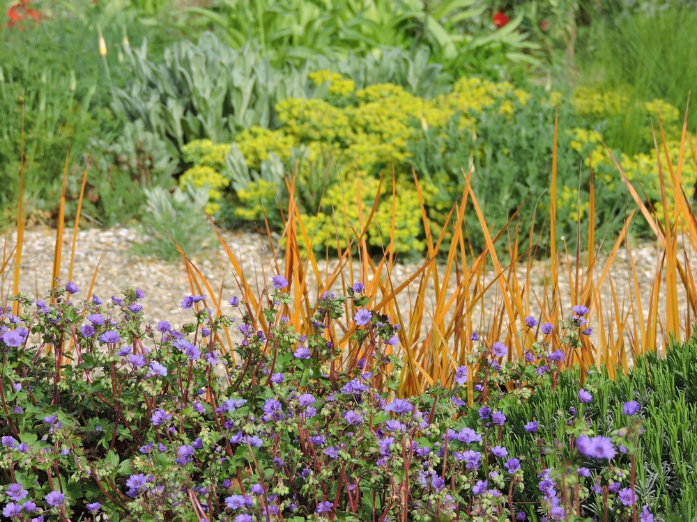 Libertia plantas colorido follaje