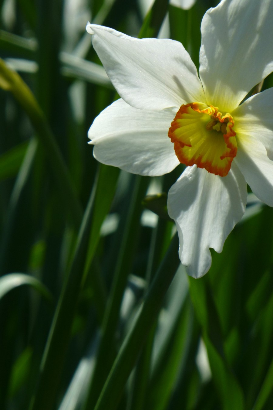 Narcisos históricos