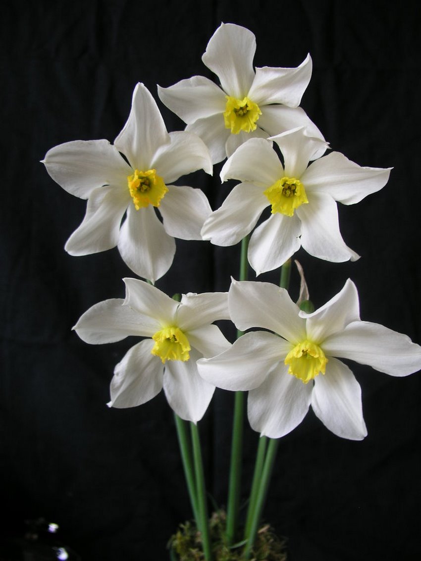 Narcisos históricos