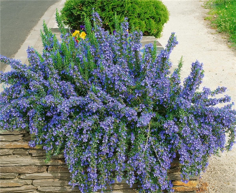 cultivares romero jardín flor azul intenso