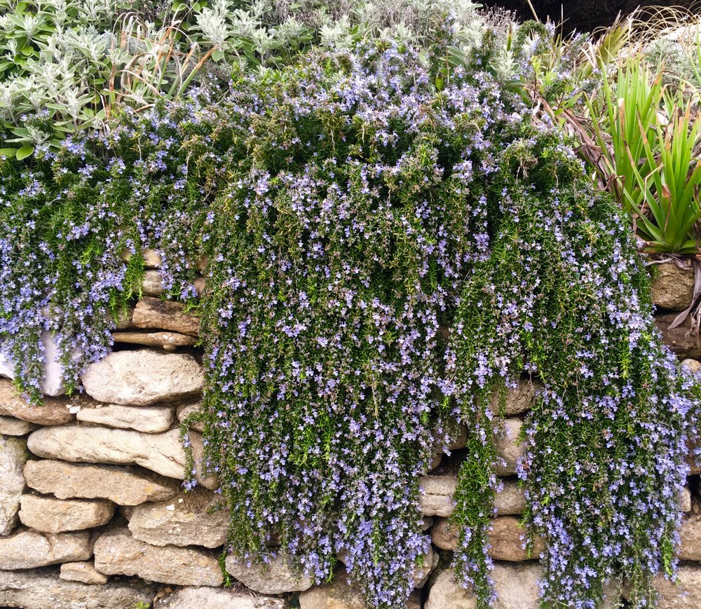 cultivares romero jardín flor azul