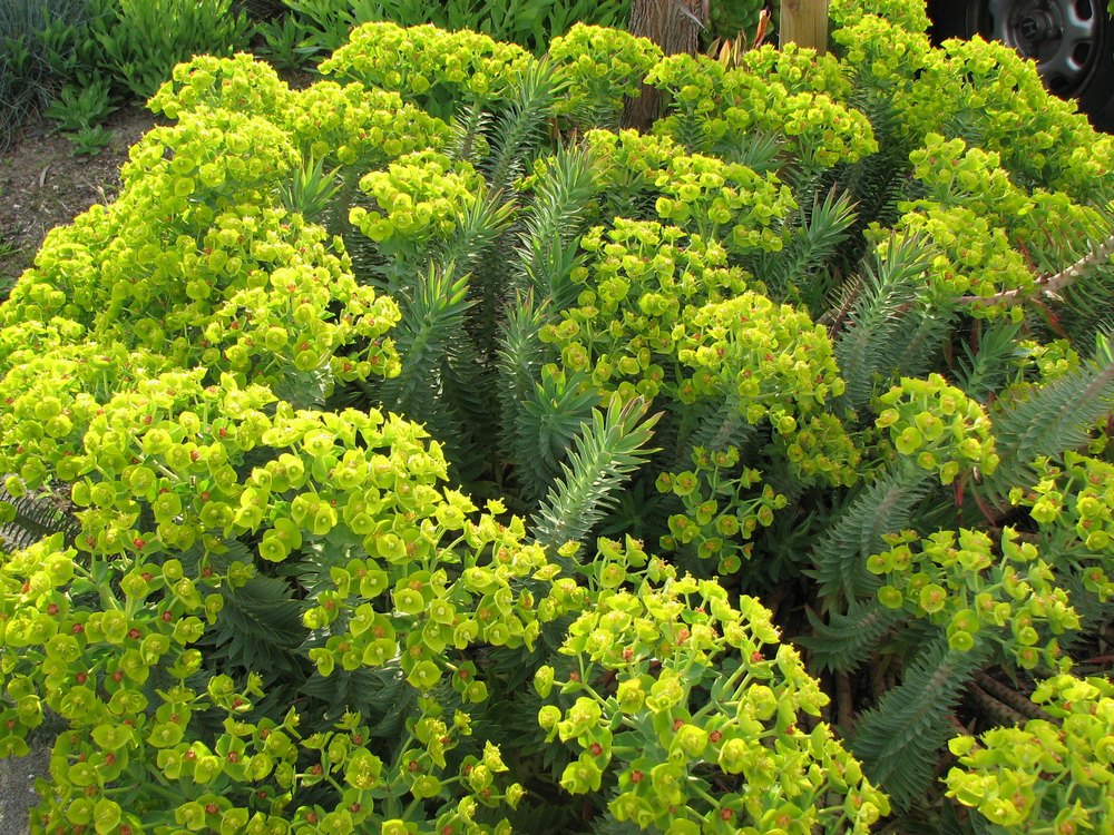 Euphorbia rigida euforbia mediterránea