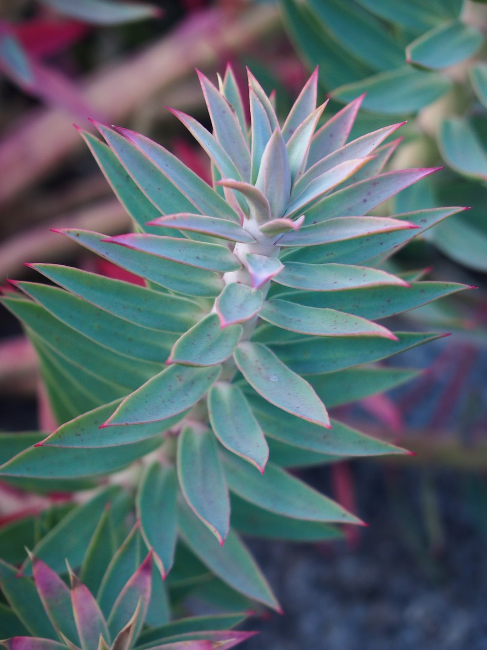 Euphorbia rigida euforbia mediterránea