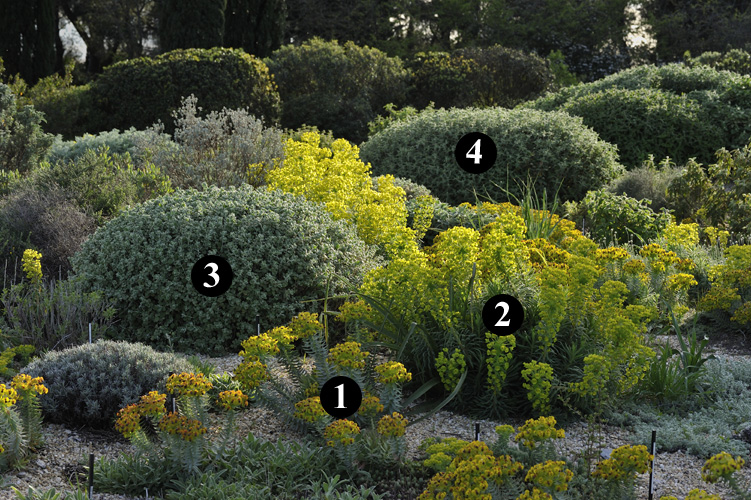 Combinaciones de plantas rústicas para jardín seco con Euphorbia rigida