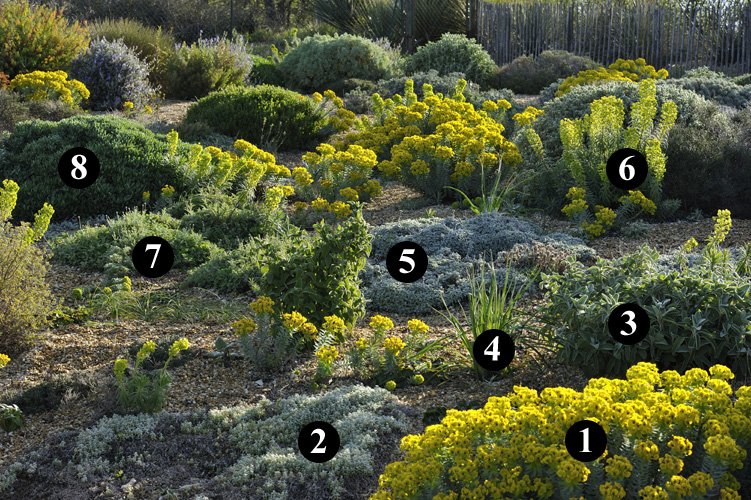 Combinaciones de plantas rústicas para jardín seco con Euphorbia rigida