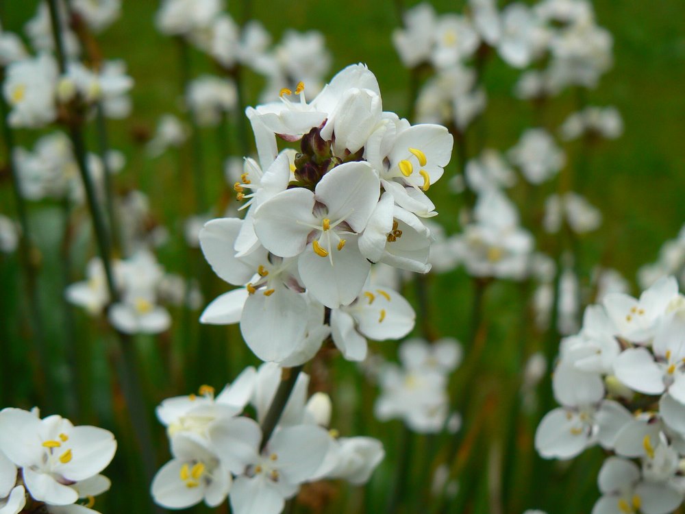 Flores de Libertia