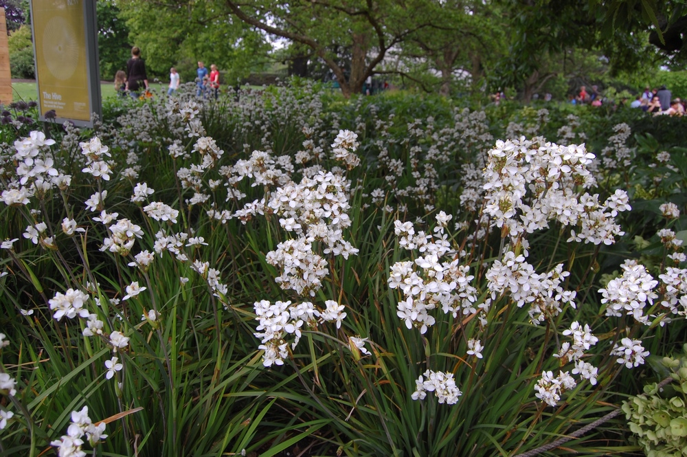 Libertia grandiflora en flor