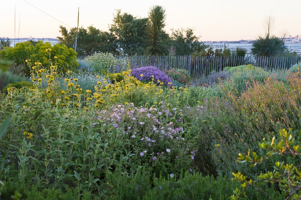 Plantas mediterráneas para jardín seco