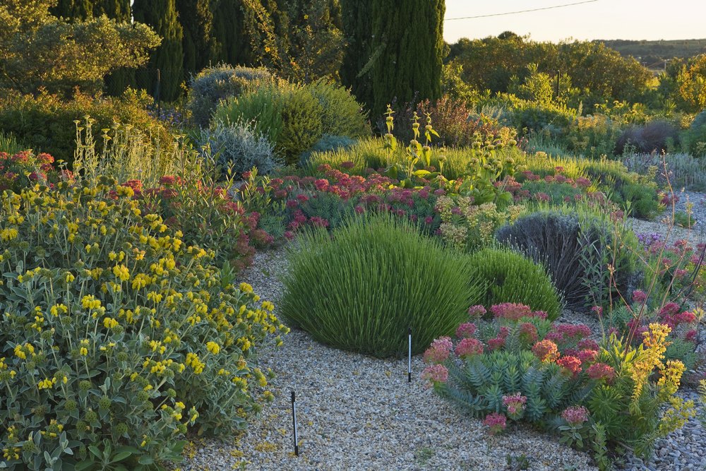 Plantas para jardín seco