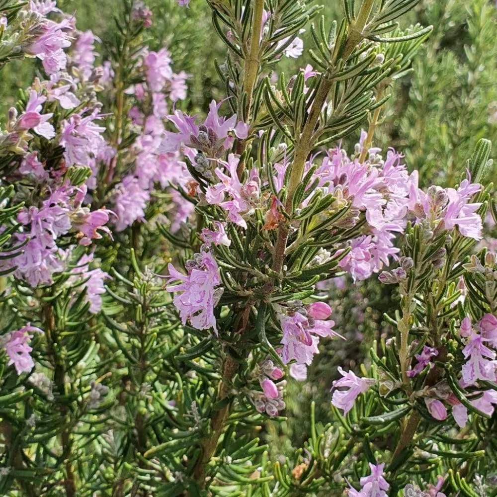 cultivares romero jardín flor rosa