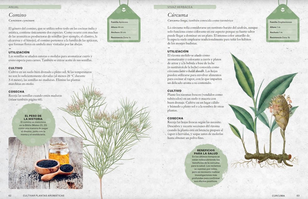Cultivar plantas aromáticas