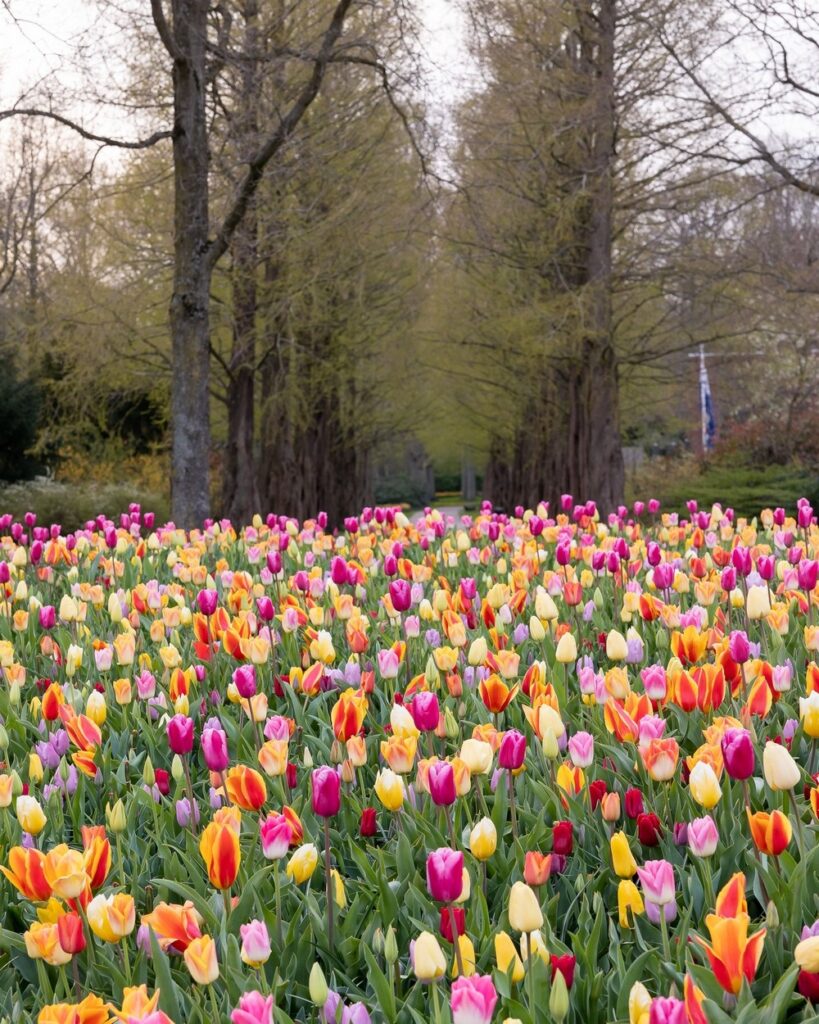 Keukenhof jardín tulipanes primavera