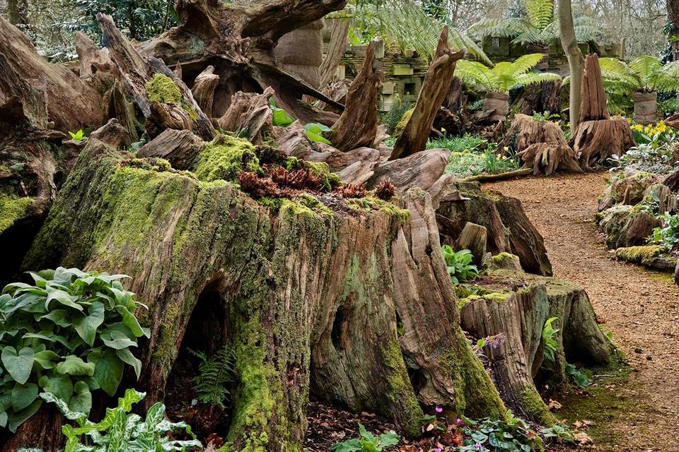 Stumpery tocones árboles muertos