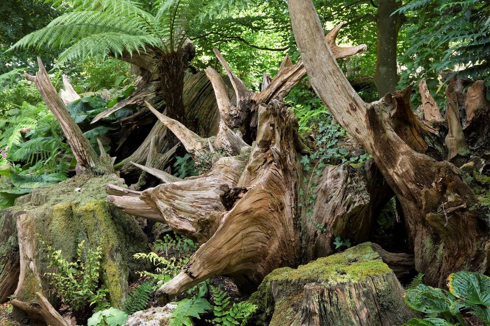 Stumpery tocones árboles muertos