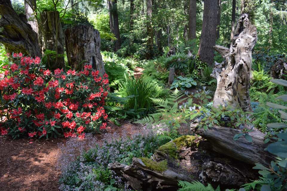 Stumpery tocones árboles muertos