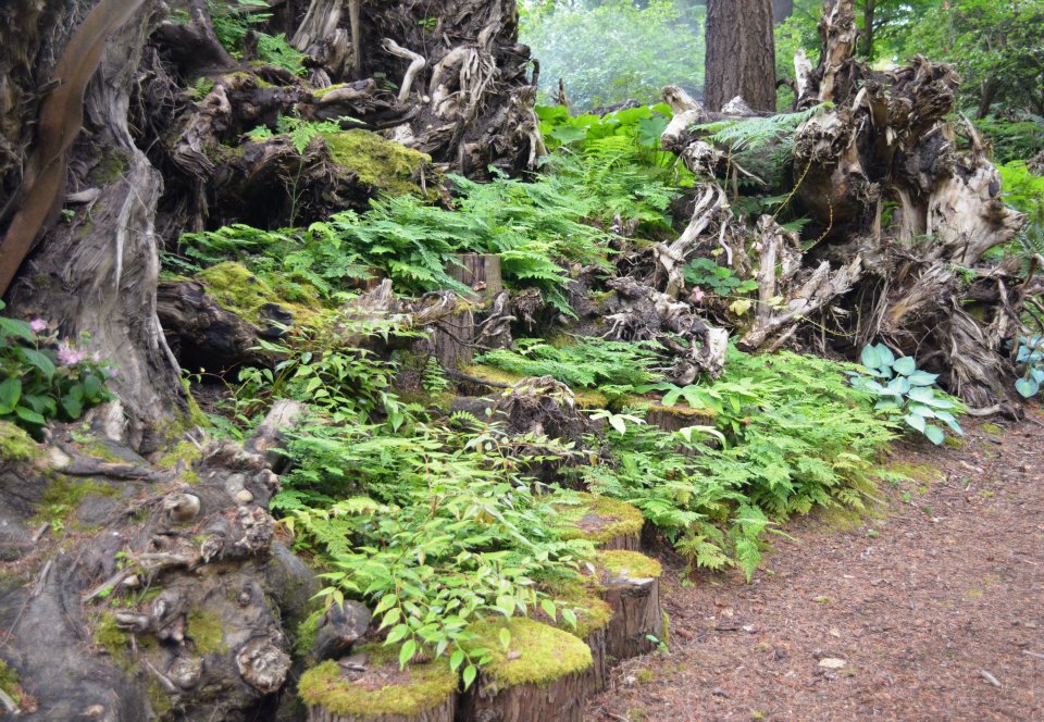 Stumpery tocones árboles muertos