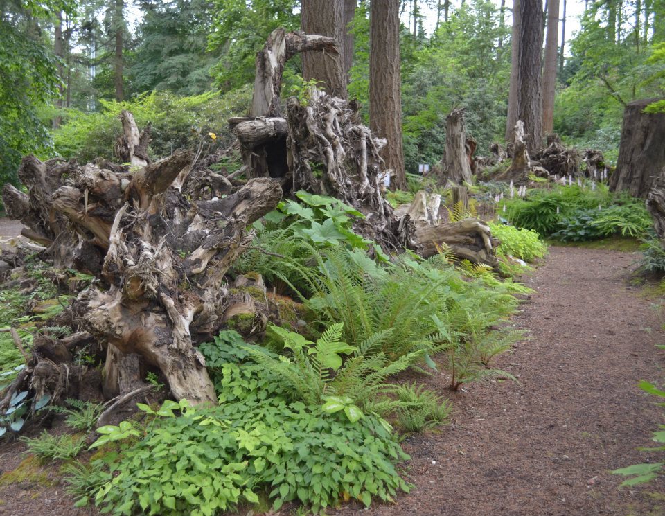 Stumpery tocones árboles muertos