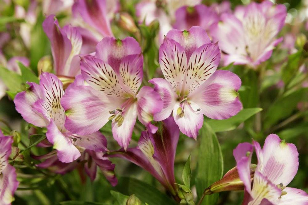 Flores de Alstroemeria en Keukenhof