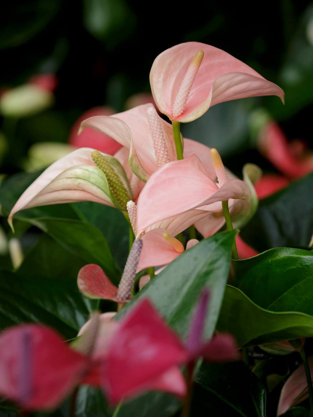 Flores de anturio Anthurium en Keukenhof