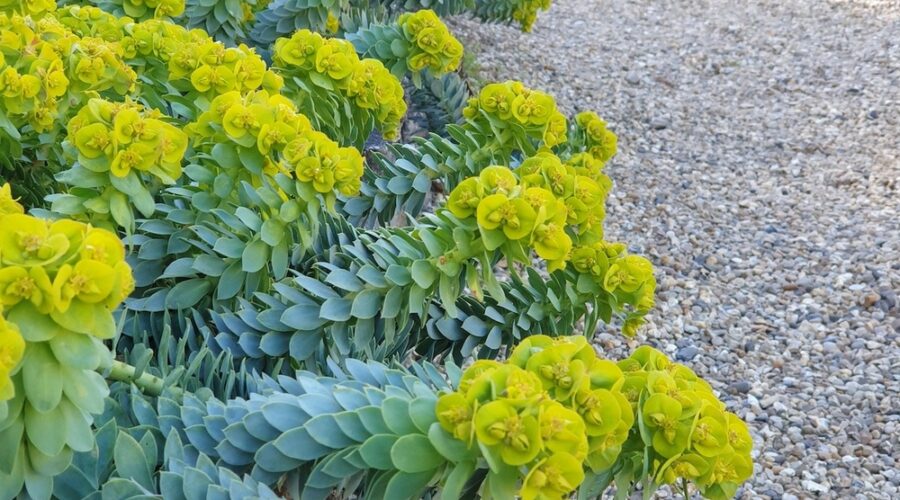 Euphorbia myrsinites