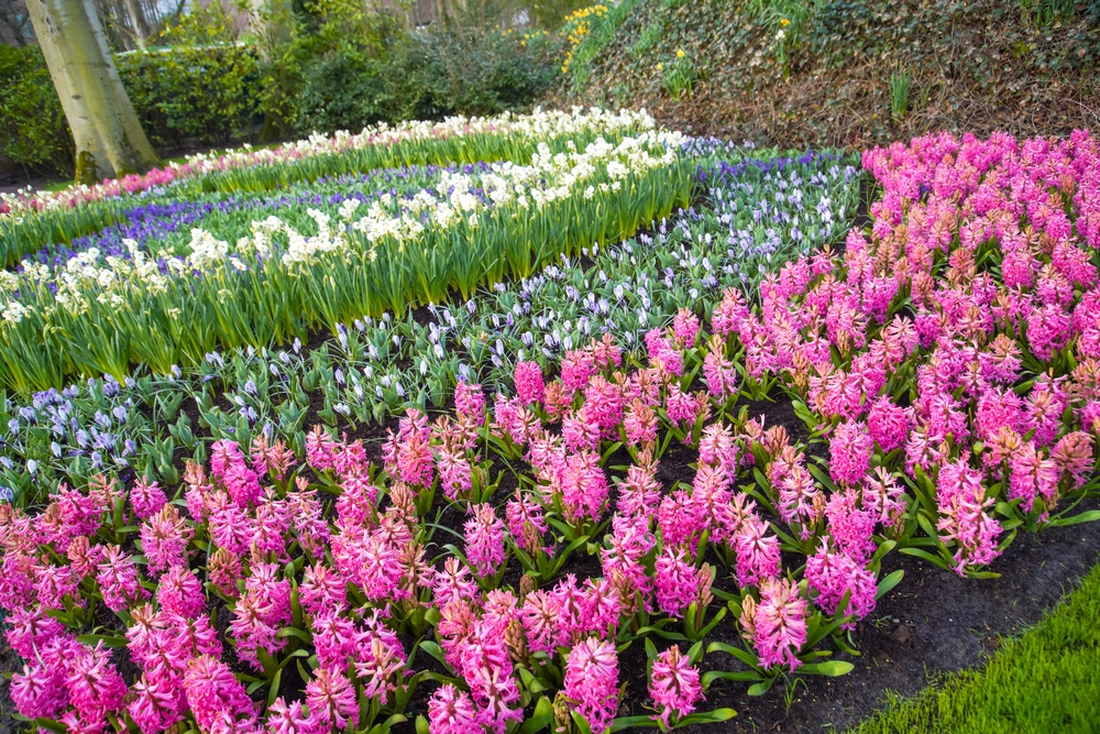 Keukenhof jardín tulipanes primavera