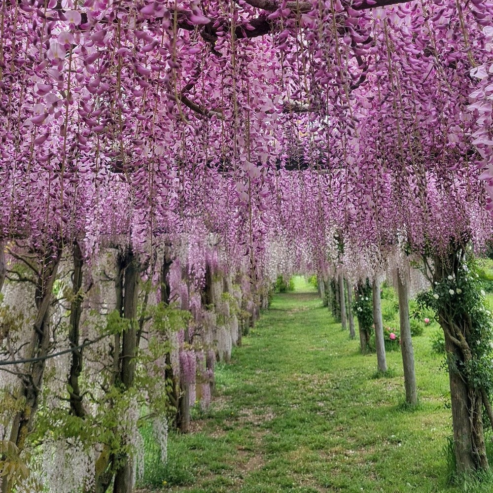 Glicinia wisteria sinensis en flor sobre pérgola de 70 metros