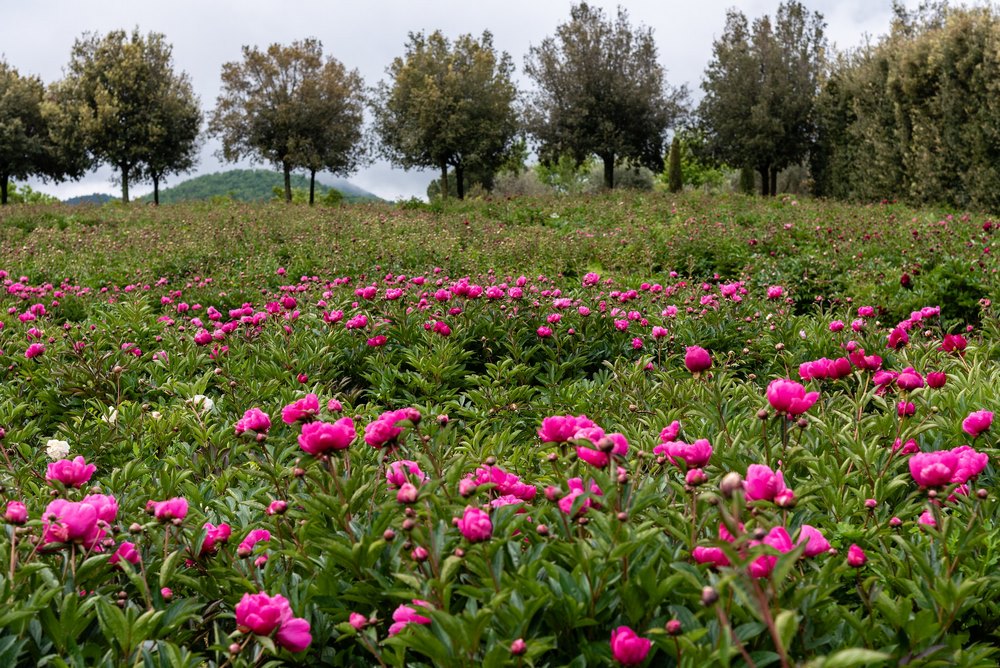 peonías centro botanico moutan