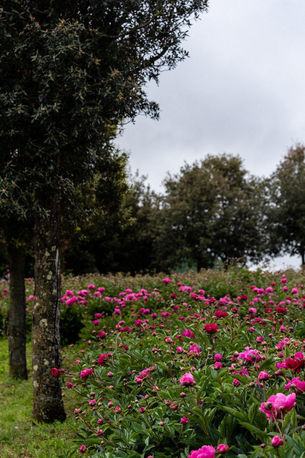 peonías centro botanico moutan