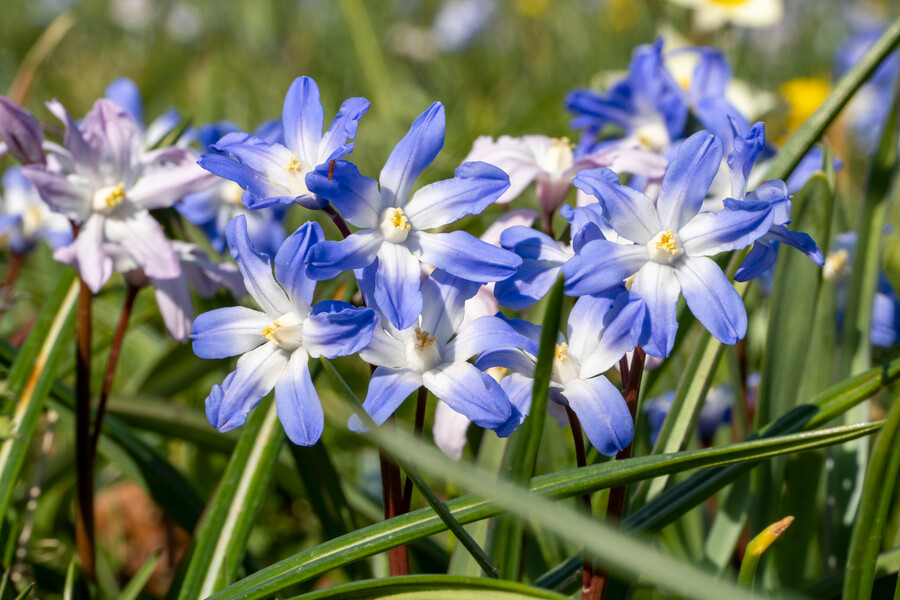 Scilla flor azul