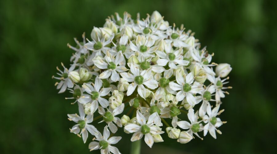 Allium multibulbosum (sin. Allium nigrum var. bulbiferum)