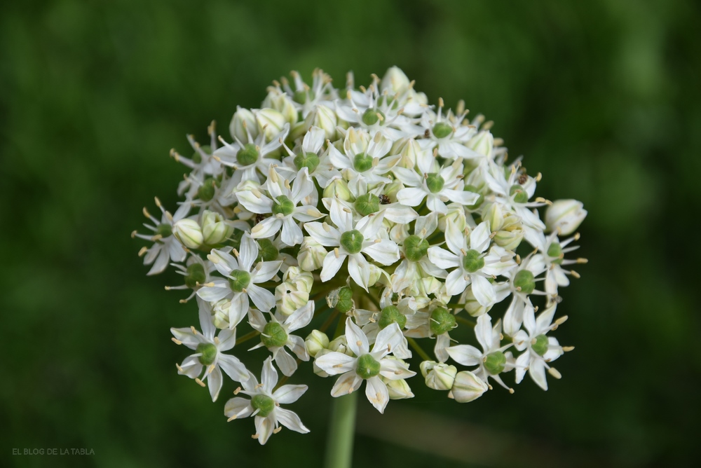 Allium multibulbosum nigrum