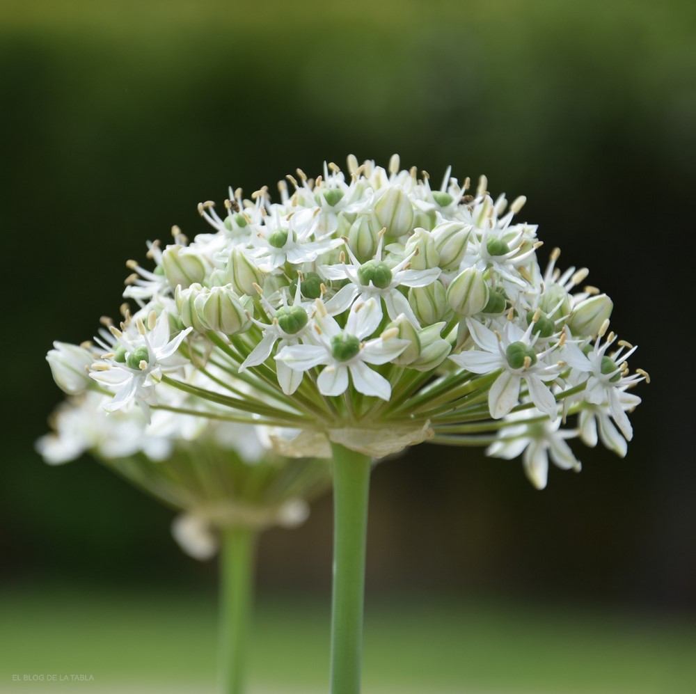 Allium multibulbosum nigrum