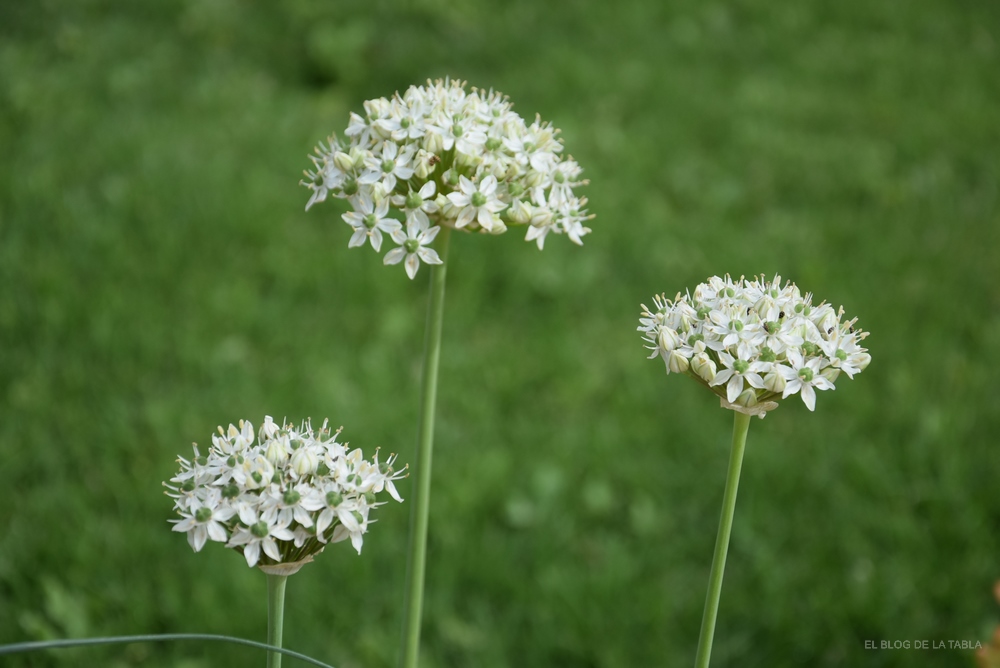 Allium multibulbosum nigrum