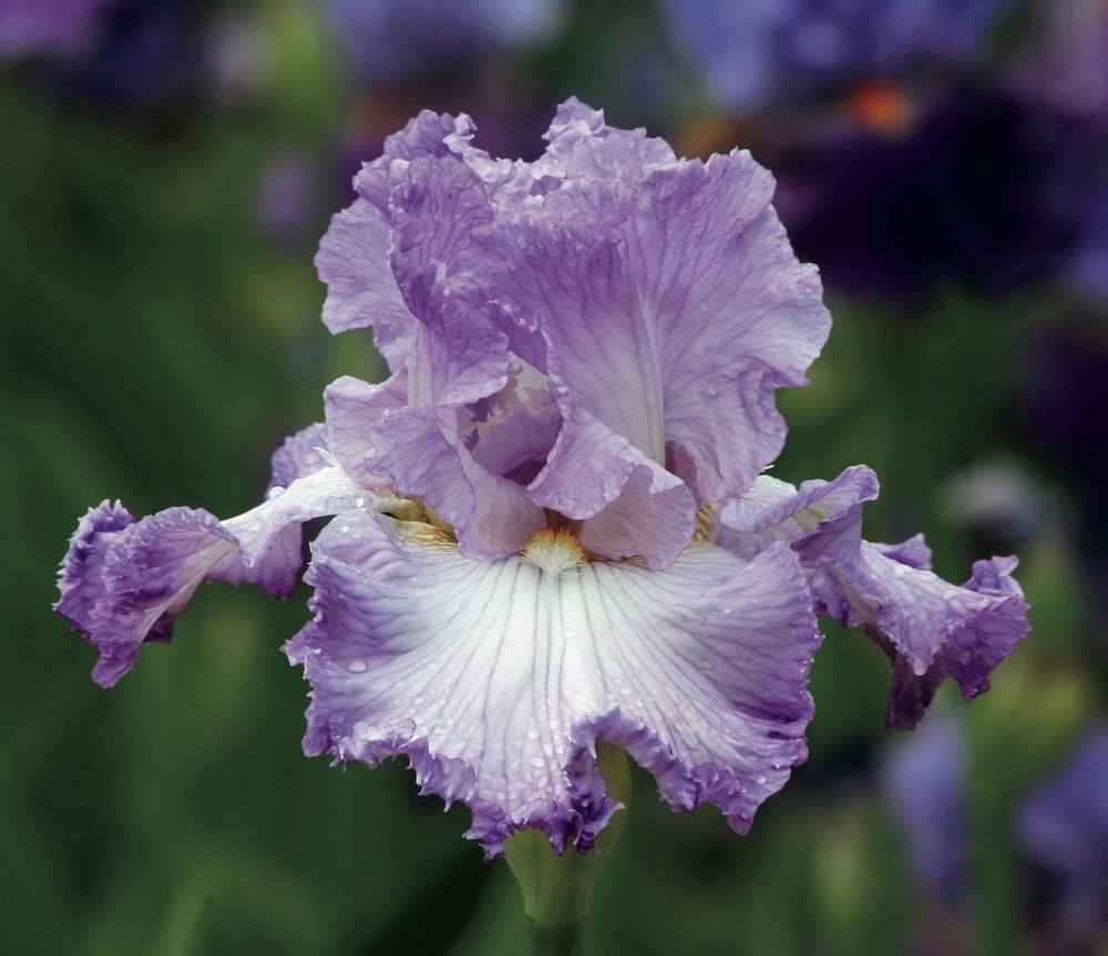 Iris o lirios barbados