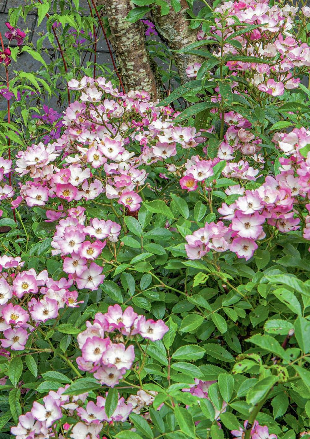 Híbridos de rosas silvestres con flores sencillas para jardines de estilo naturalista