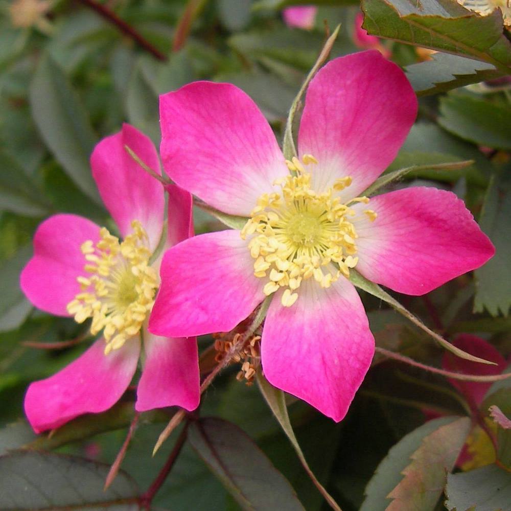 Rosas silvestres flores sencillas 