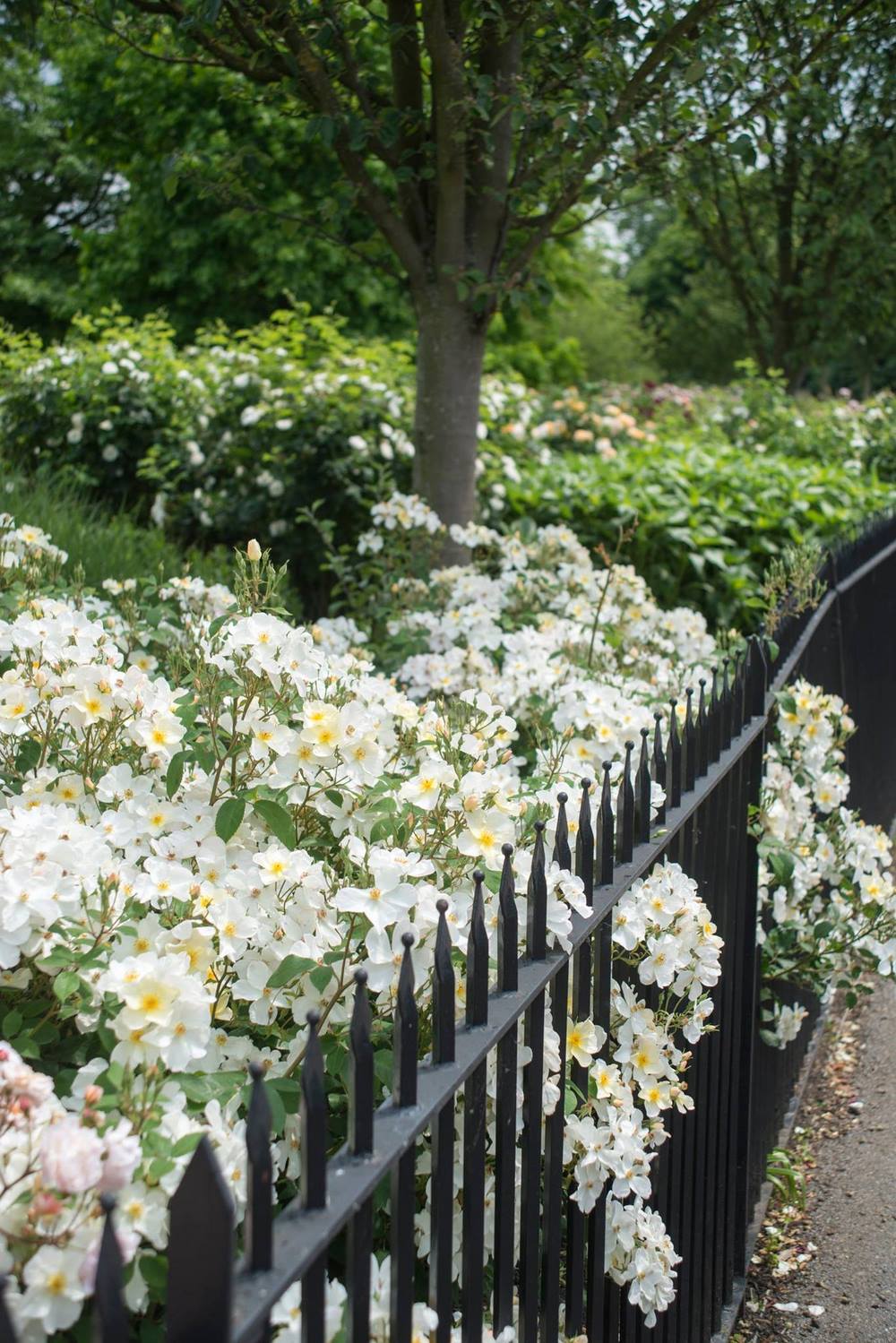 Rosas silvestres con flores sencillas que adoran los polinizadores, en jardines campestres