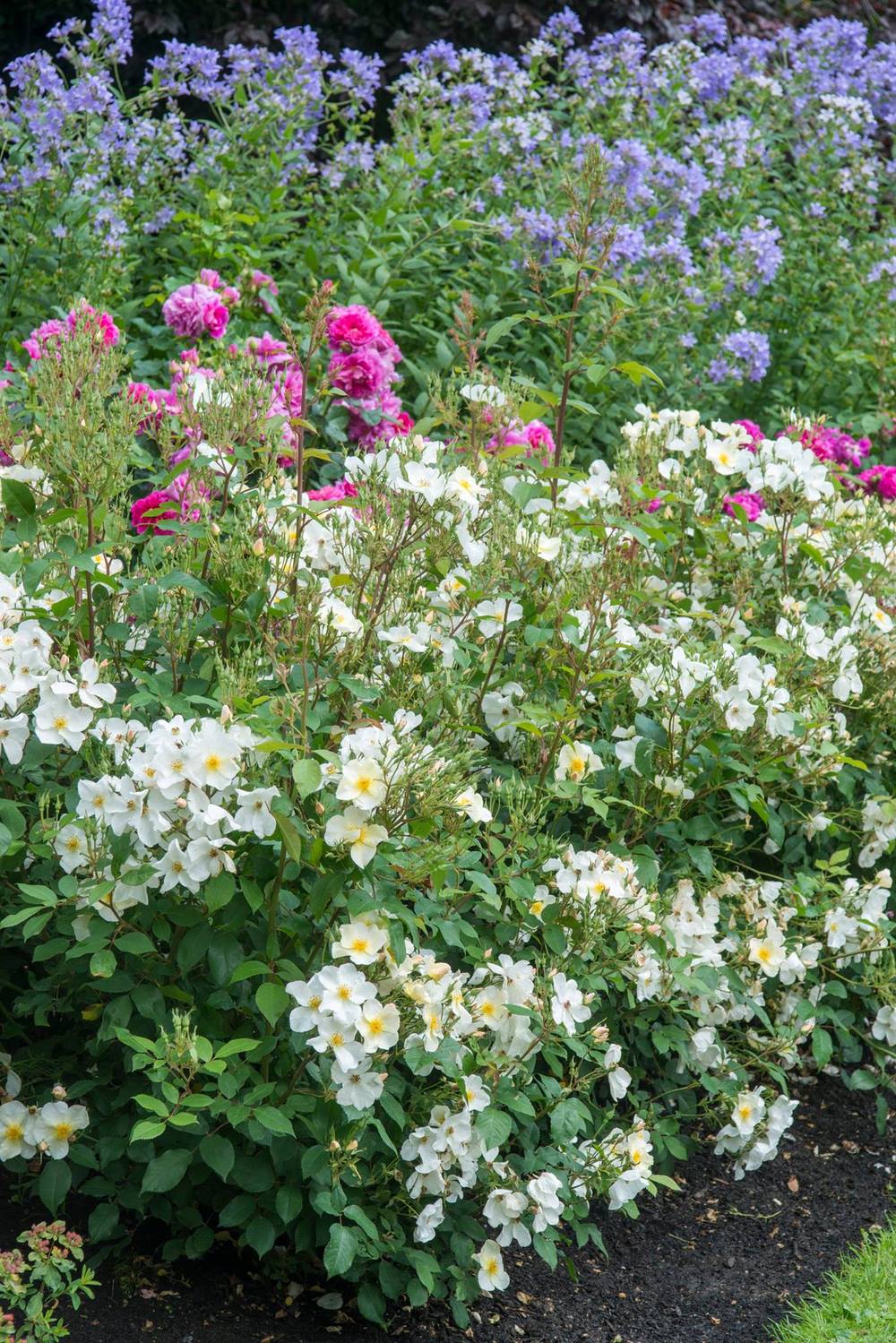 Híbridos de Rosas silvestres con flores sencillas que adoran los polinizadores, combinadas con plantas vivaces