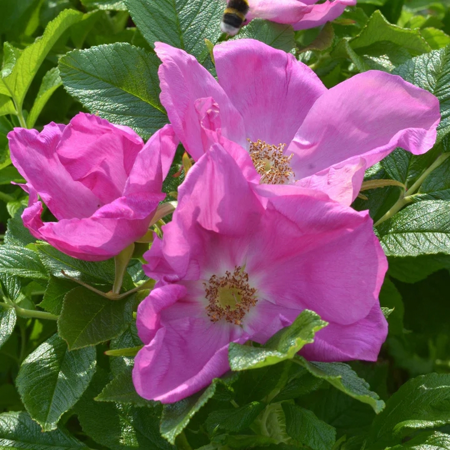 Rosas silvestres flores sencillas 