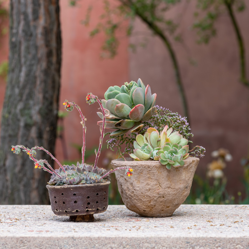 Macetas ecológicas con plantas suculentas