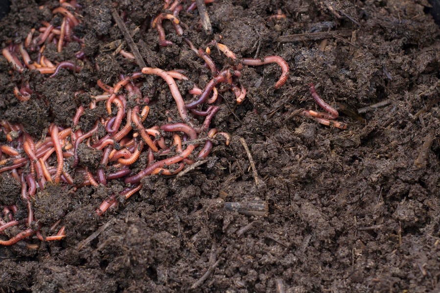 abonos y fertilizantes orgánicos en la horticultura humus de lombriz o vermicompost