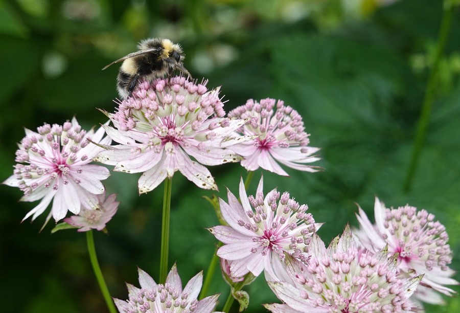 Astrantia 