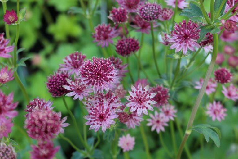 Astrantia, plantas cultivadas desde el siglo XVI que siguen estando ...