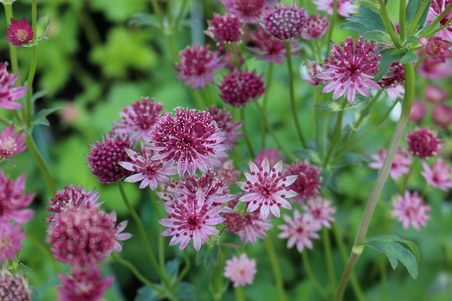 Astrantia 