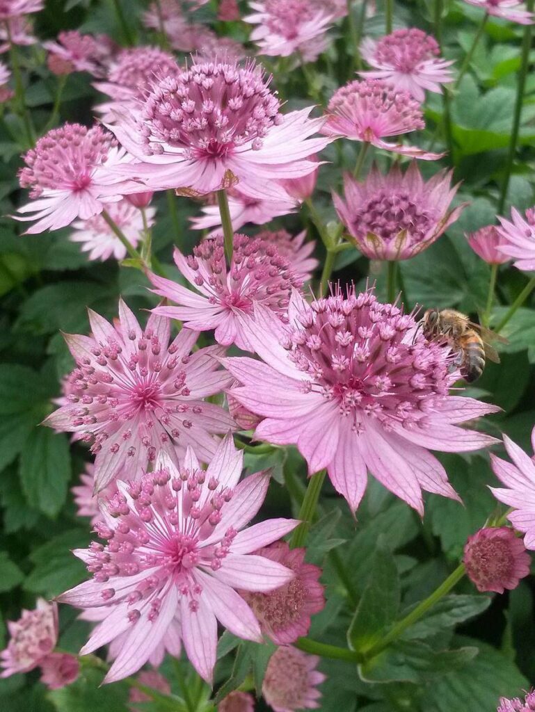 Astrantia, plantas cultivadas desde el siglo XVI que siguen estando ...