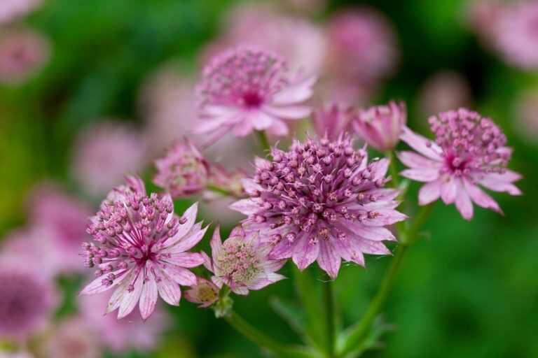 Astrantia, plantas cultivadas desde el siglo XVI que siguen estando ...
